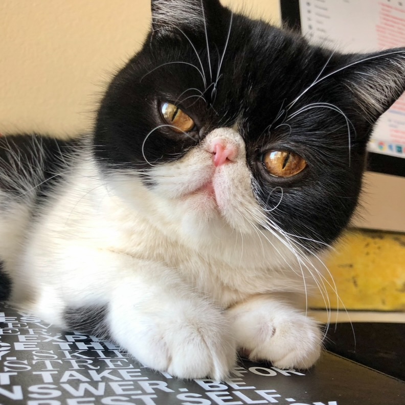 Throwback Keeks in her youth with whiskies on fleek #cats #cats_of_instagram